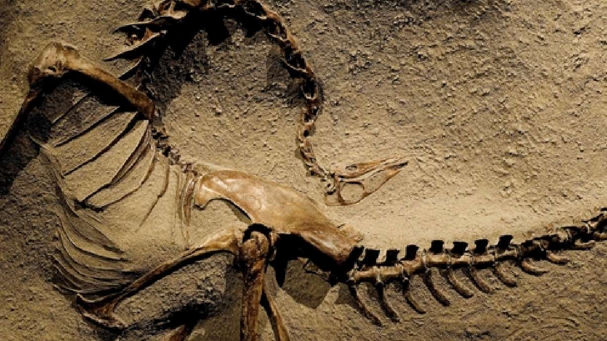 Man Donates Thousands of Fossils to Museum