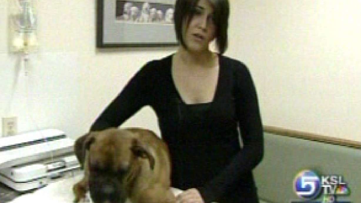 Dog thrown off I-15 overpass