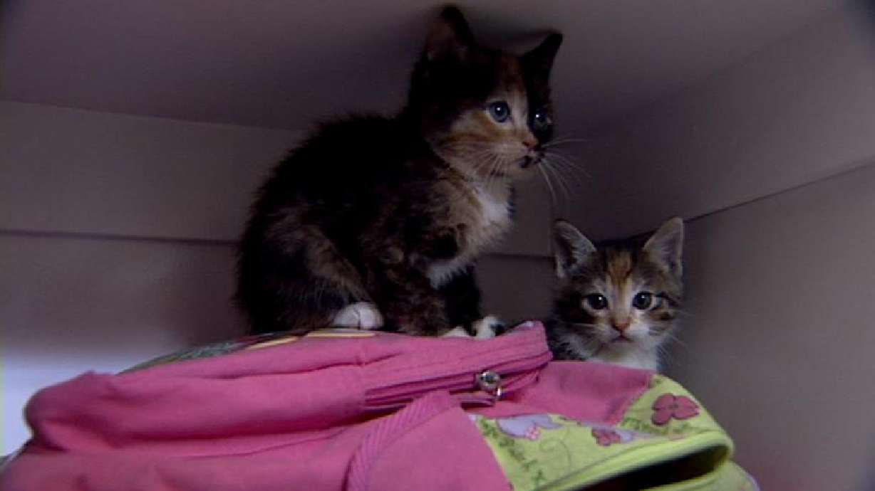 Abandoned kittens found behind dumpster