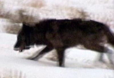 Beloved ‘Wolf 253' killed in Wyoming