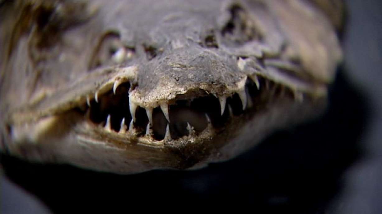 Fanged fish creating mystery at Brigham City pond