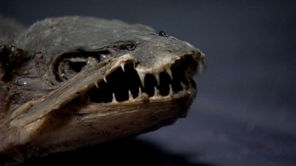 Fish with fangs generates big response