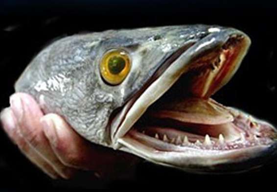 Picture of snakehead