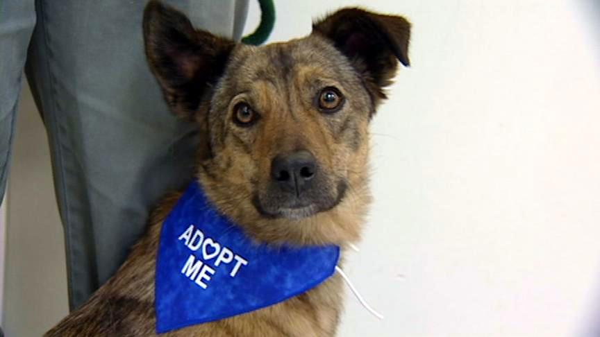 Governor hosts ceremonial signing of animal-cruelty bill