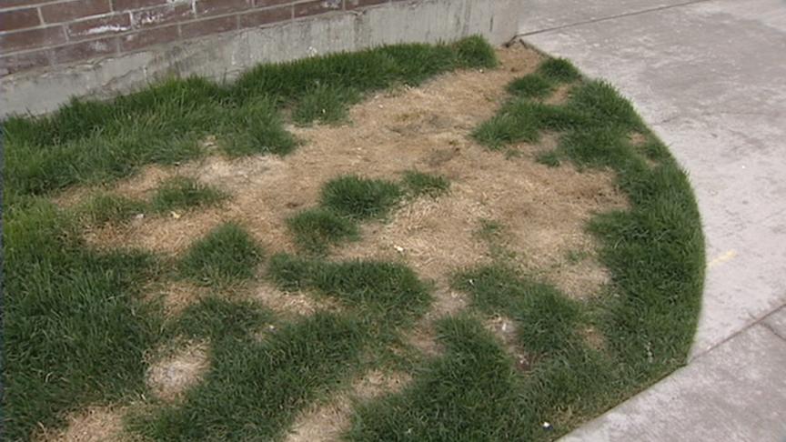 Complex changes pet policy, some residents will have to move