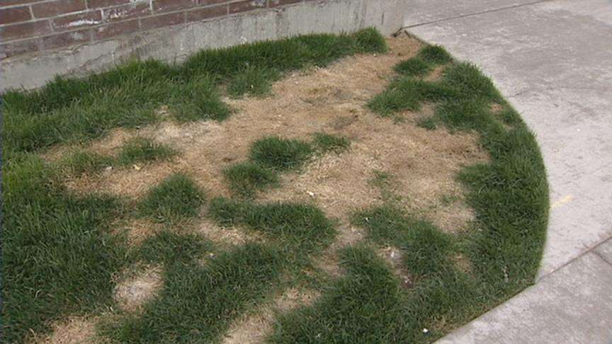 Complex changes pet policy, some residents will have to move