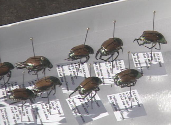 Change in beetle fight means changes for Orem gardeners
