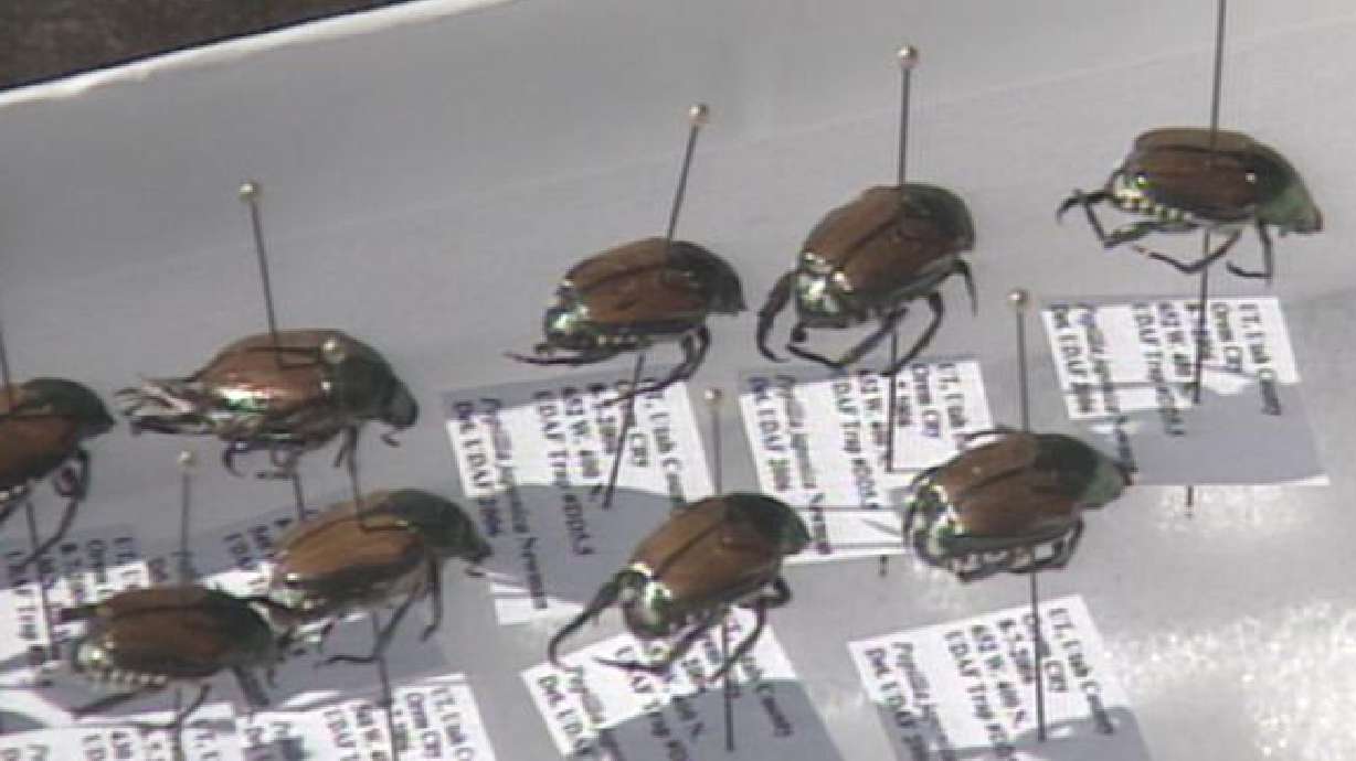 Change in beetle fight means changes for Orem gardeners