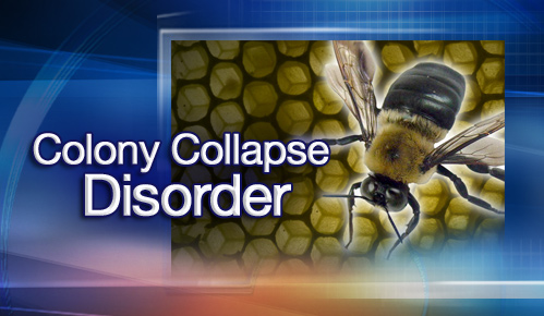 Researchers want to know what is killing bees