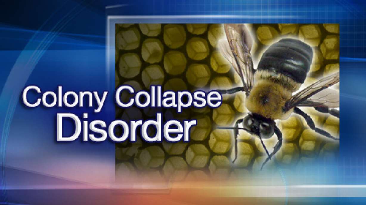 Researchers want to know what is killing bees