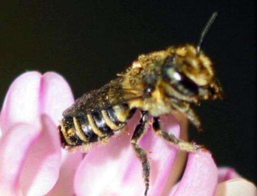 Researchers want to know what is killing bees