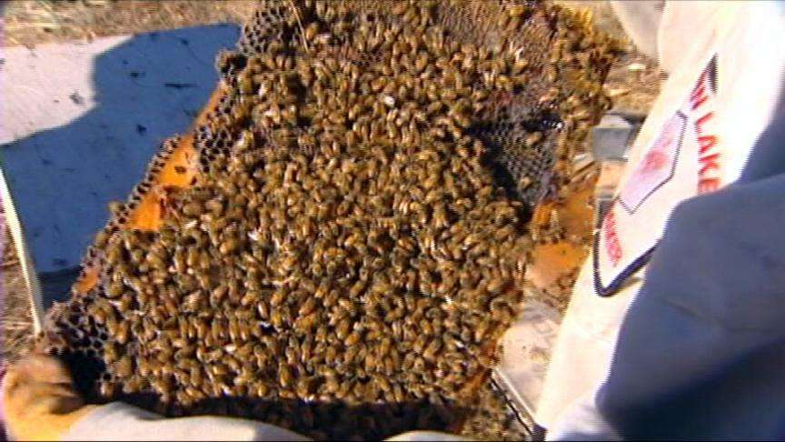 Researchers want to know what is killing bees