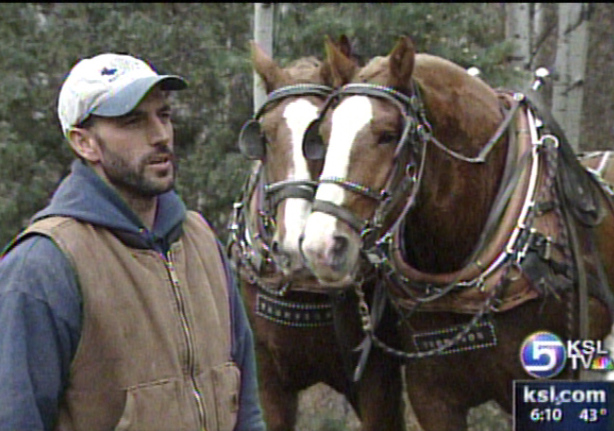 Horses Help Clear Trees from Forest