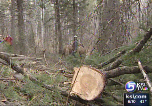 Horses Help Clear Trees from Forest