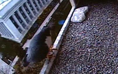 Temple Square falcons nesting once again