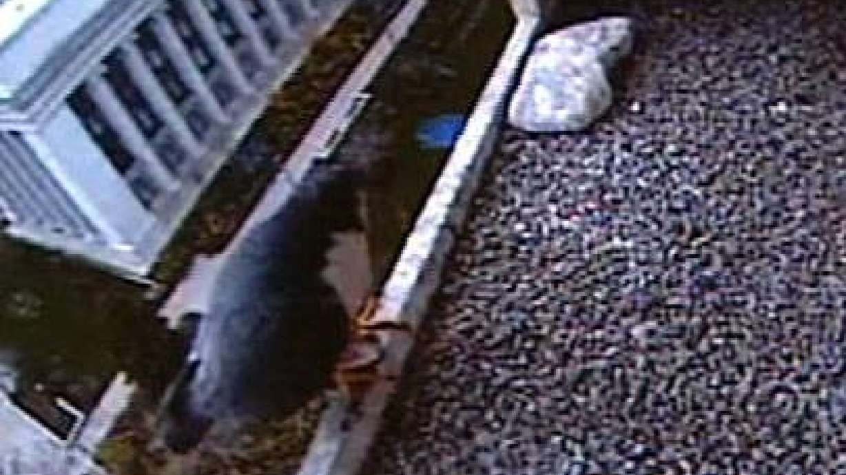 Temple Square falcons nesting once again