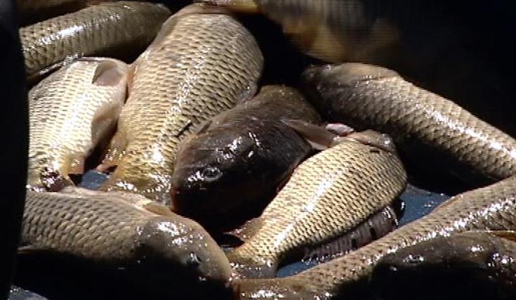 Some say Utah Lake carp can be sent to Iraq