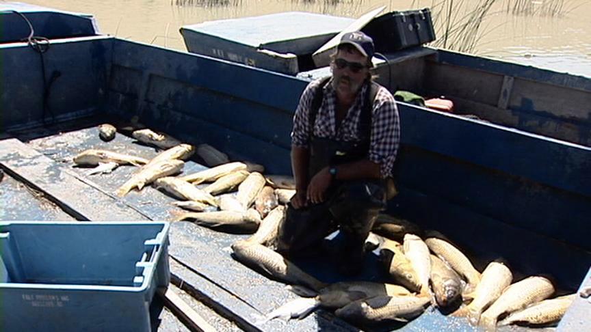 Some say Utah Lake carp can be sent to Iraq