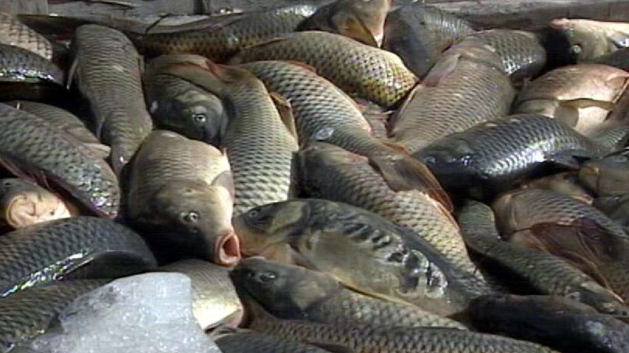 Plan to send Utah carp overseas faces roadblocks