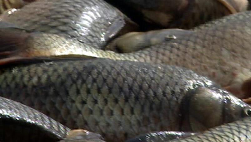 Plan to send Utah carp overseas faces roadblocks