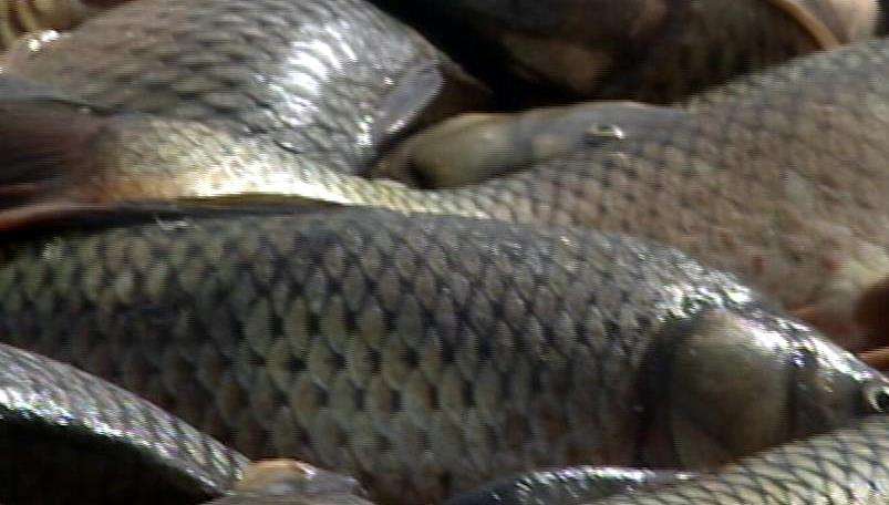 Plan to send Utah carp overseas faces roadblocks