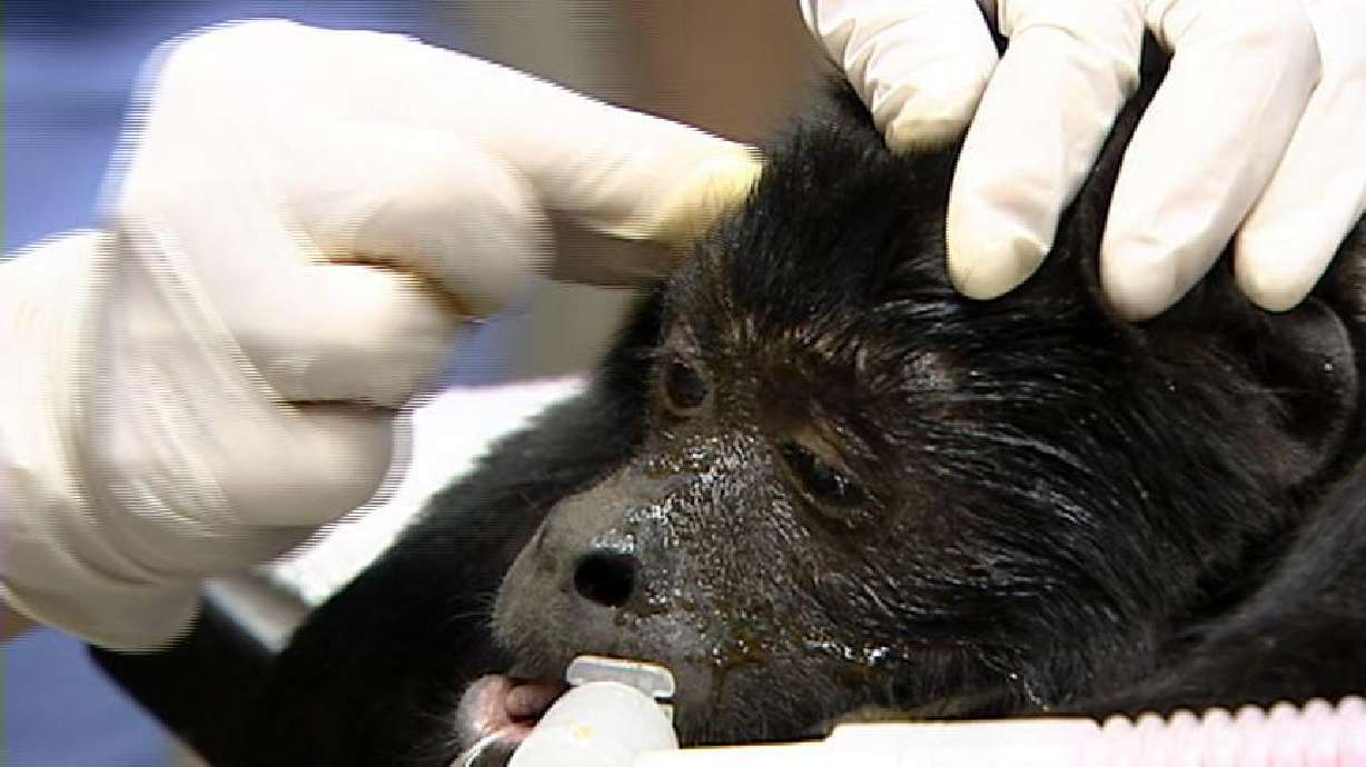 Surgery restores monkey's vision