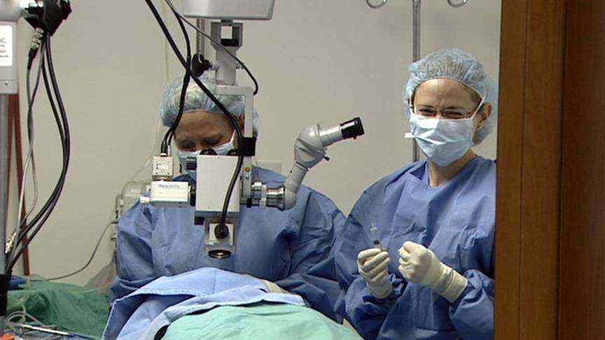 Surgery restores monkey's vision