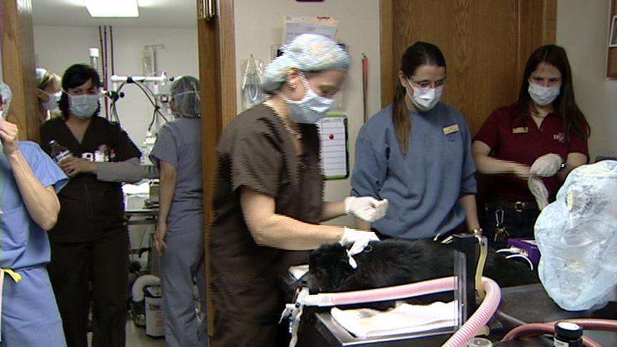 Surgery restores monkey's vision