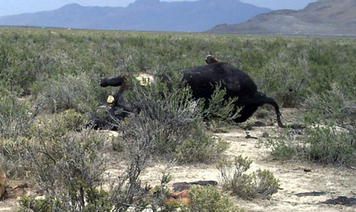 Cattle fatally shot in Tooele County