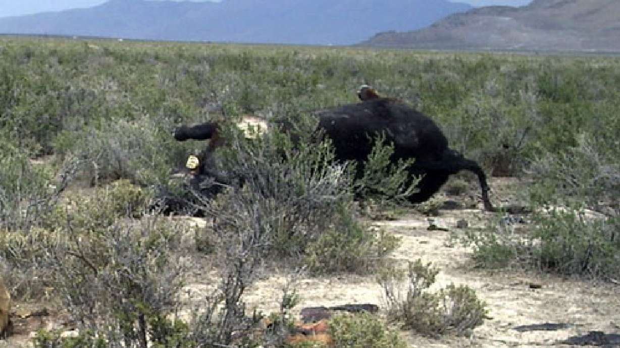Cattle fatally shot in Tooele County
