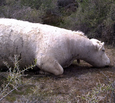 Cattle fatally shot in Tooele County