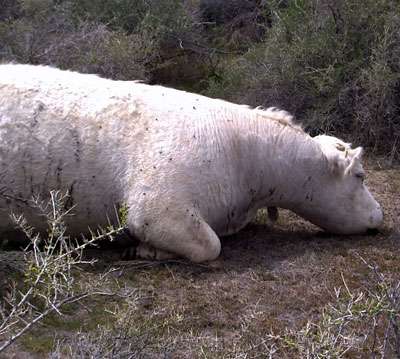 Cattle fatally shot in Tooele County
