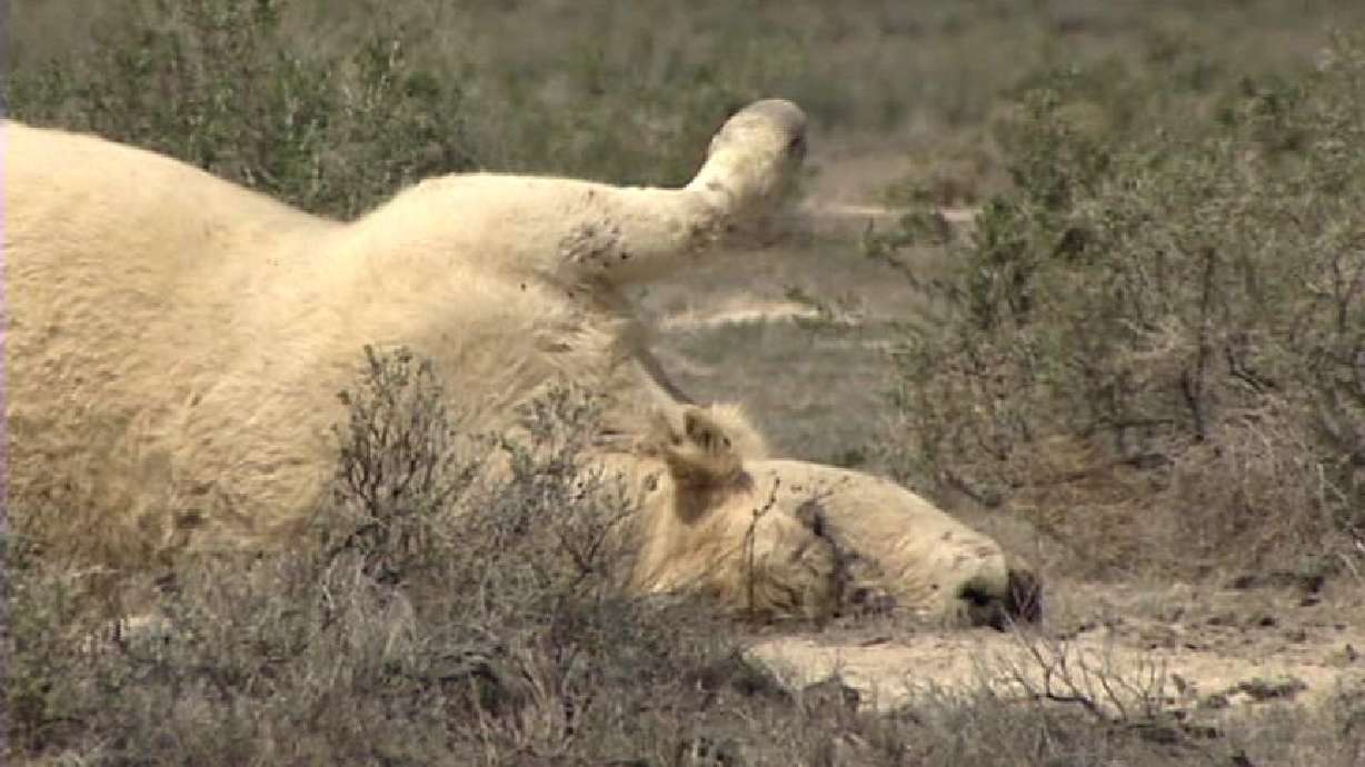 Utah ranchers alarmed by someone shooting at their cattle