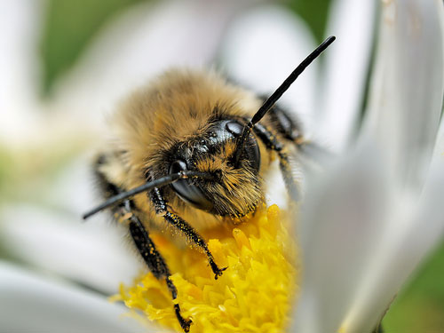 Utah honeybee population shrinking