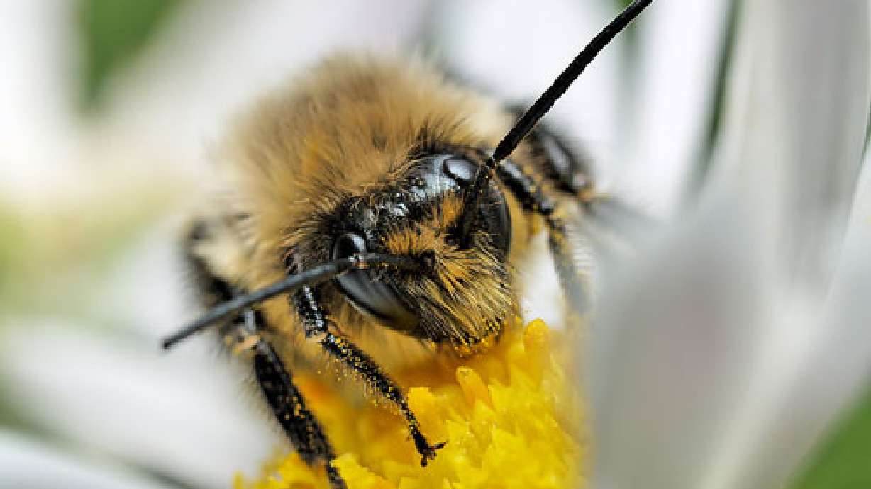 Utah honeybee population shrinking