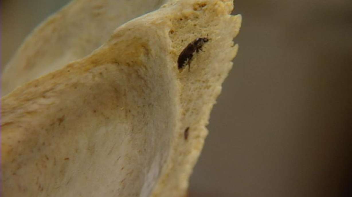 Scientists reveal new research on ancient, flesh-eating beetle