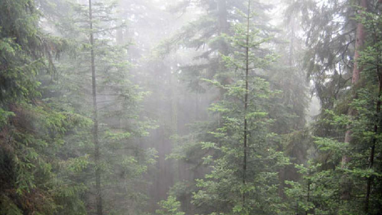 Bark beetles closing some campgrounds