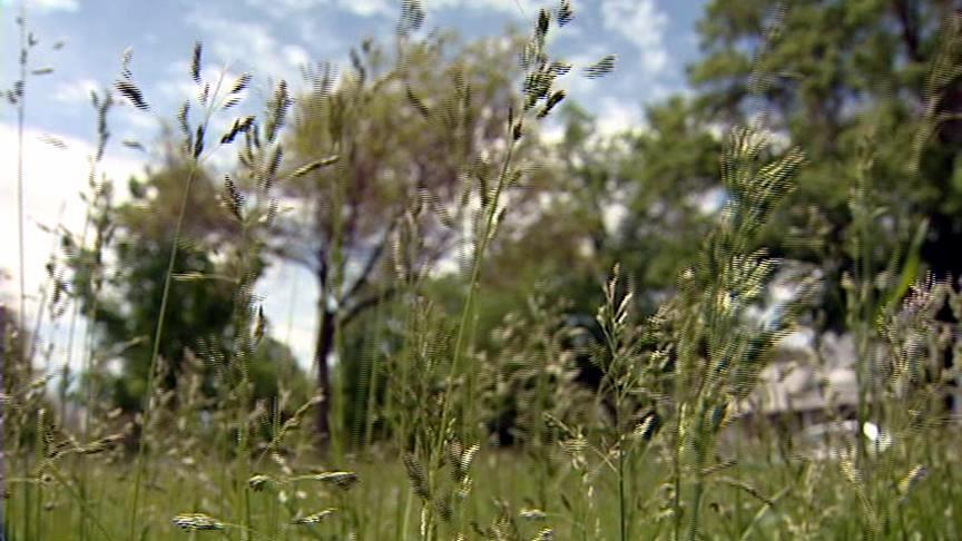 Tips for surviving allergy season