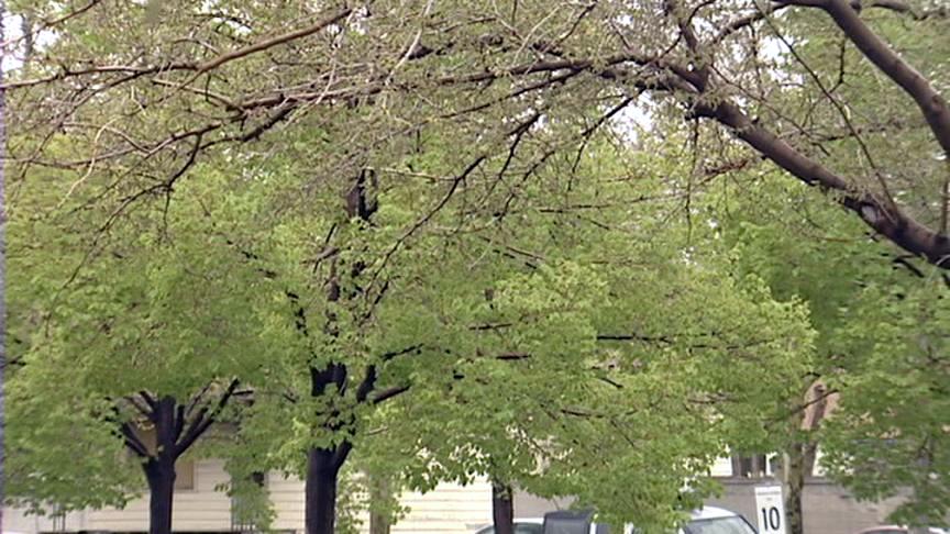 Tips for surviving allergy season