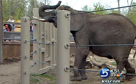 Exercise program keeps Hogle Zoo animals fit