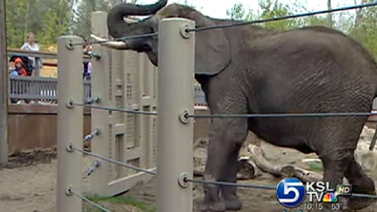 Exercise program keeps Hogle Zoo animals fit