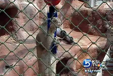 Exercise program keeps Hogle Zoo animals fit