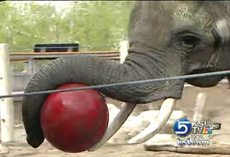 Exercise program keeps Hogle Zoo animals fit