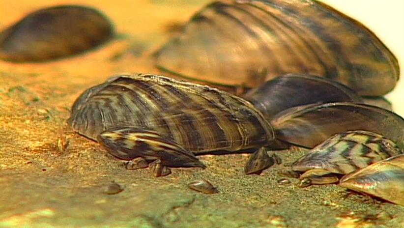 Invasive quagga mussels detected at Utah reservoir