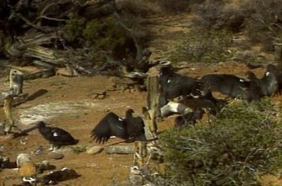 Science conference looks at lead poisoning of condors
