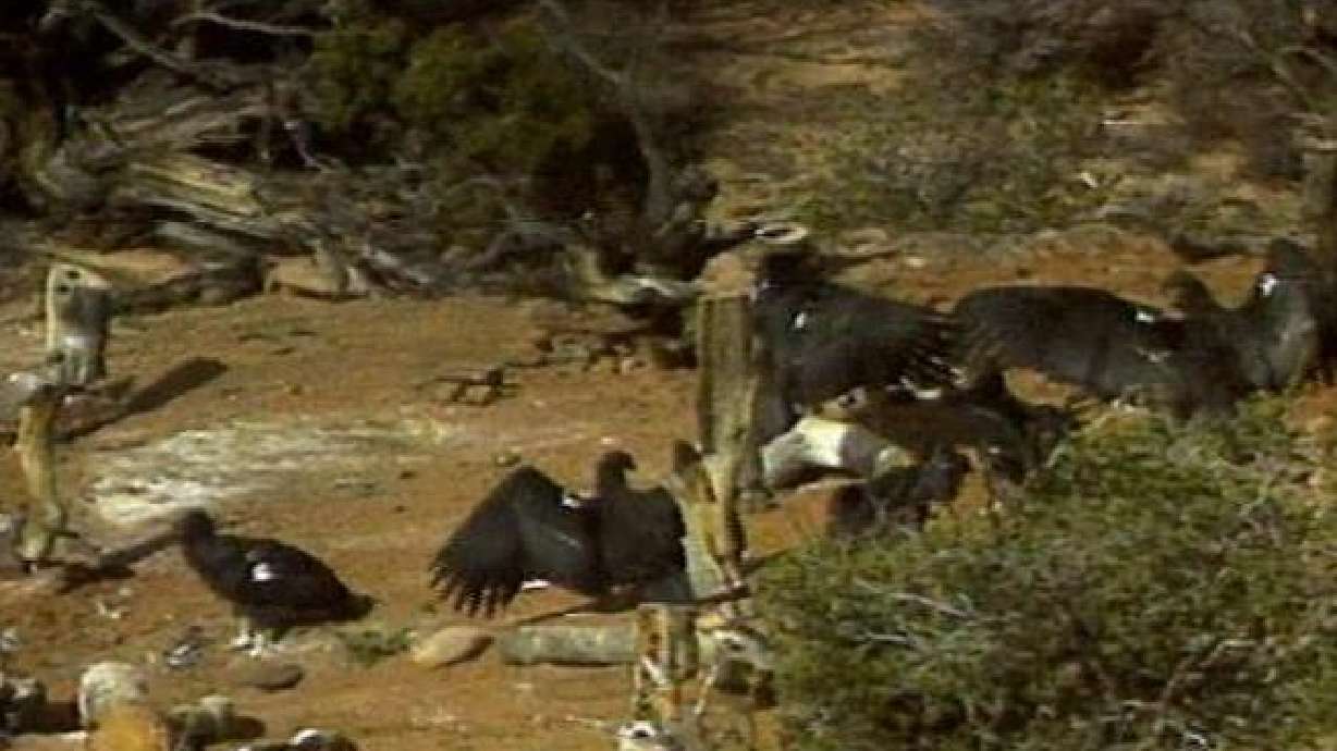 Science conference looks at lead poisoning of condors