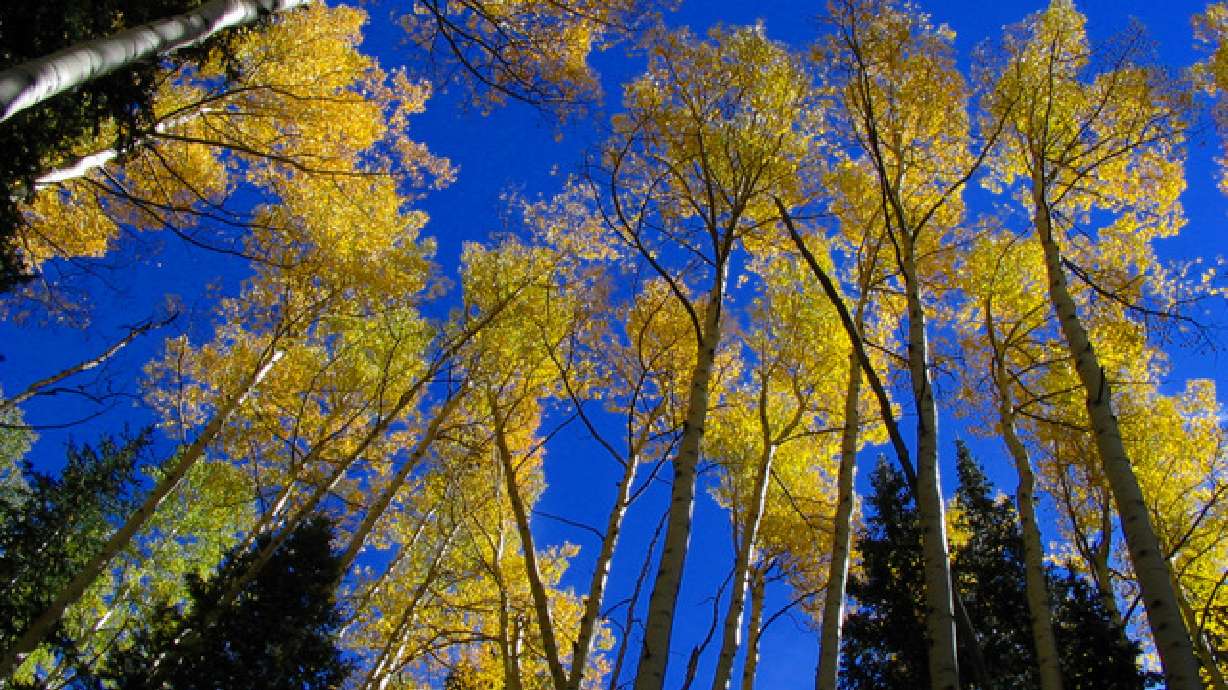 Where to Find Average Temperatures