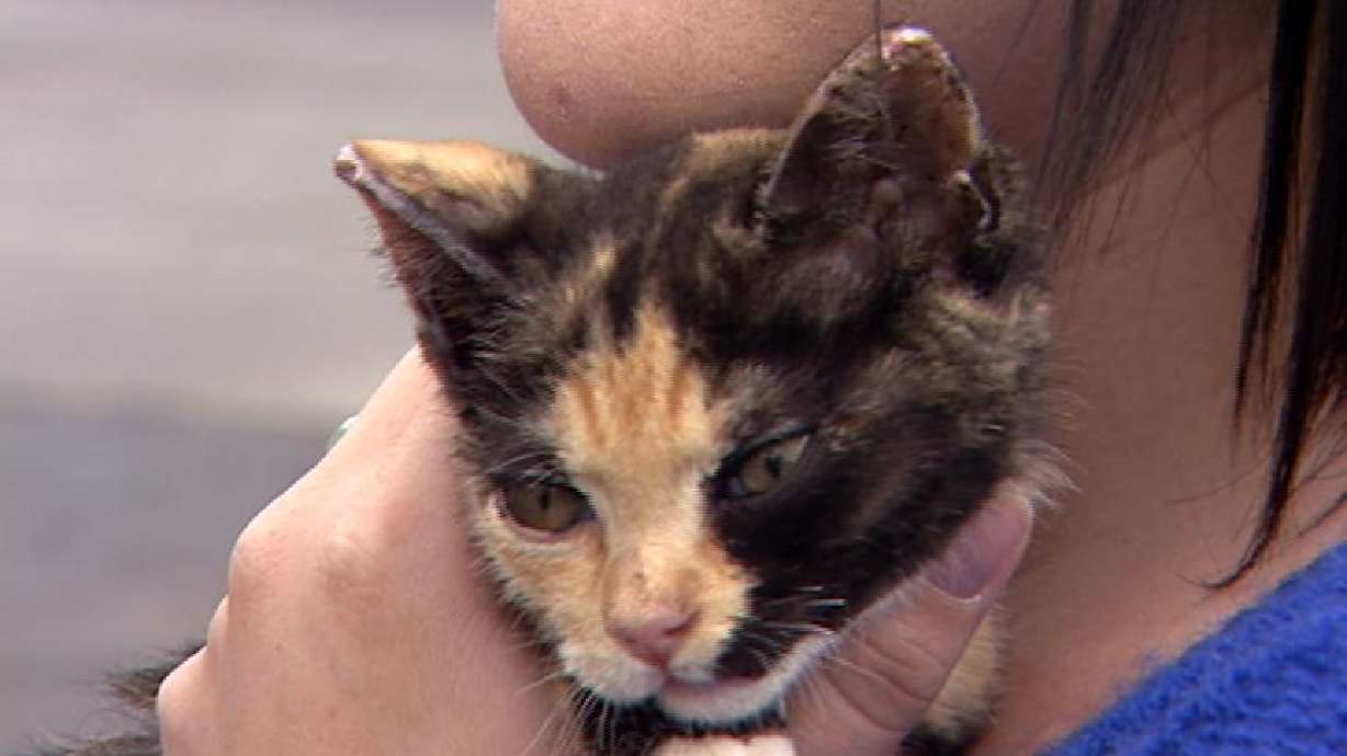 Fundraiser held for burned kitten