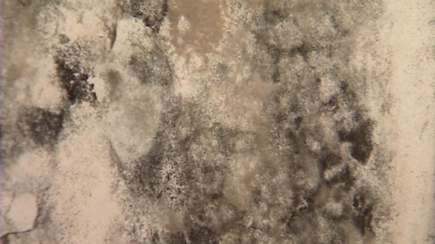 Solutions for black mold problem