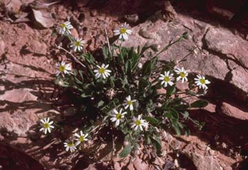 Feds: Rare Utah plant no longer threatened